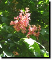 [ horse chestnut ]