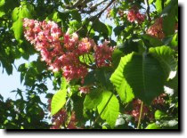 [ horse chestnut ]