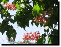 [ horse chestnut ]