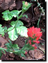 [ Indian paintbrush ]