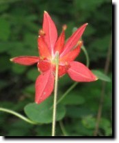 [ red columbine ]