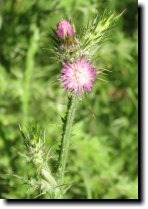 [ Canada thistle ]