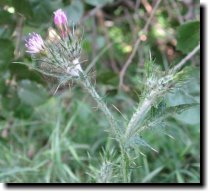 [ Canada thistle ]