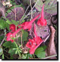 [ red larkspur ]