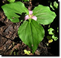 [ giant trillium ]