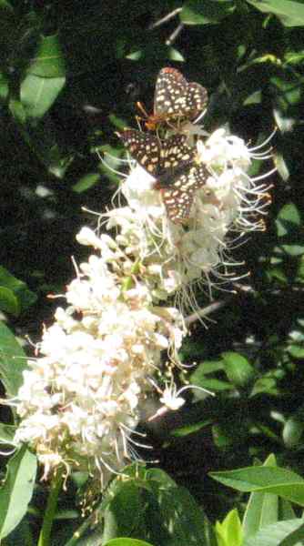 [checkerspot-buckeye.jpg]