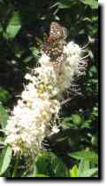 [ California buckeye (with variable checkerspot butterfly) ]