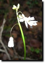 [ Hooker's fairy bells? ]