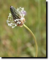 [ narrow-leaved plantain ]