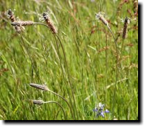 [ narrow-leaved plantain ]