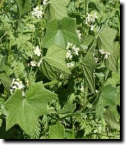 [ wild cucumber, manroot ]