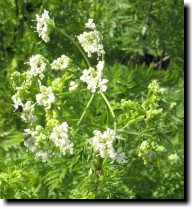 [ lomatium? ]