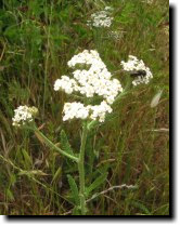 [ cow parsnip ]