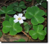 [ wood sorrel ]