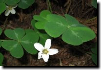 [ wood sorrel ]