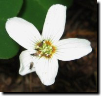 [ white wildflowers ]