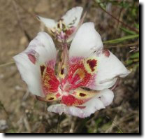 [ superb Mariposa lily ]