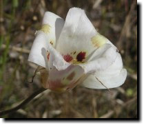 [ superb Mariposa lily ]