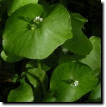 [ miner's lettuce ]