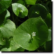 [ miner's lettuce ]