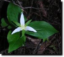 [ western trillium ]