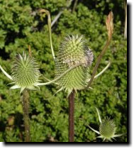 [ Fuller's teasel ]