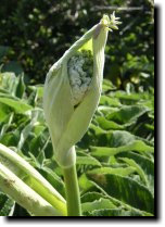 [ cow parsnip ]