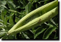 [ cow parsnip ]