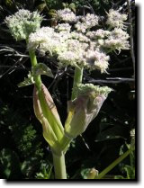 [ cow parsnip ]