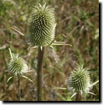 [ Fuller's teasel ]