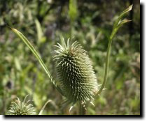 [ Fuller's teasel ]