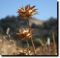 [ Congdon spikeweed? ]