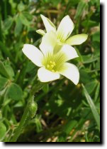 [ African wood sorrel (Bermuda buttercup) ]