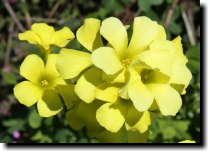 [ African wood sorrel (Bermuda buttercup) ]