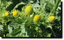 [ pineapple weed -- crush it and it smells like pineapple! ]