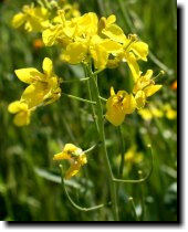 [ field mustard? ]