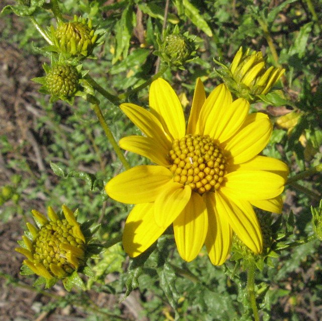 [img_3703.jpg]