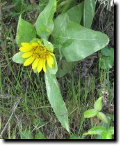 [ mule ear ]