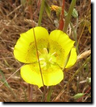 [ yellow Mariposa lily ]