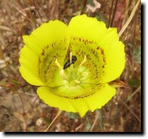 [ yellow Mariposa lily ]