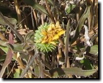 [ great valley gumweed ]