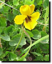 [ golden violet (or Douglas' violet, or Johnny jump-up) ]