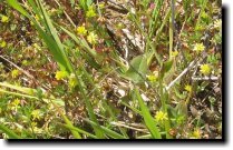 [ birds-food deerweed? ]