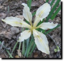 [ Fernald's iris ]