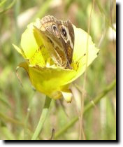 [ yellow Mariposa lily (with common buckeye butterfly) ]