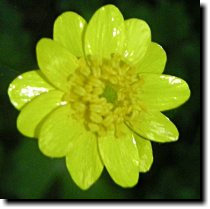 [ California buttercup ]