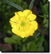 [ California buttercup ]