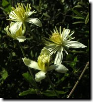 [ virgin's bower / pipestem clematis ]