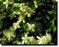 [ virgin's bower / pipestem clematis ]