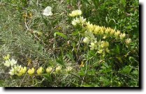 [ yellow bush lupine ]